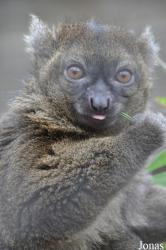 Cotswold Wildlife Park and Gardens