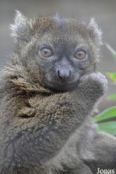 Cotswold Wildlife Park and Gardens