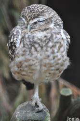 Cotswold Wildlife Park and Gardens