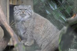 Cotswold Wildlife Park and Gardens