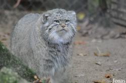 Cotswold Wildlife Park and Gardens
