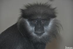 Trachypithecus vetulus