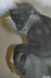 Cotswold Wildlife Park and Gardens
