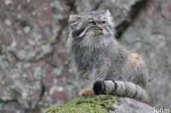 Otocolobus manul