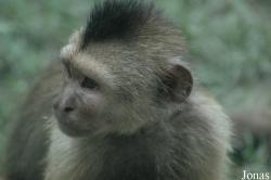 Shanghai Wild Animal Park