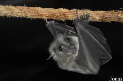 Cotswold Wildlife Park and Gardens