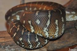 Cotswold Wildlife Park and Gardens