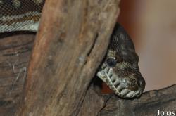 Cotswold Wildlife Park and Gardens