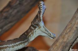 Cotswold Wildlife Park and Gardens