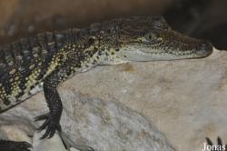 Cotswold Wildlife Park and Gardens