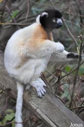 Cotswold Wildlife Park and Gardens