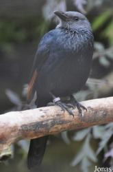 Birdland Park & Gardens