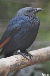 Birdland Park & Gardens