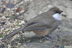 Birdland Park & Gardens