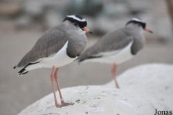 Birdland Park & Gardens