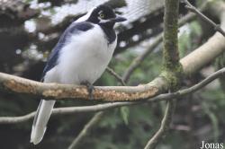 Cyanocorax mystacalis