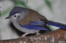 Actinodura cyanouroptera