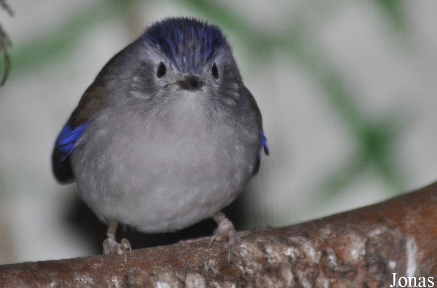 Birdland Park & Gardens