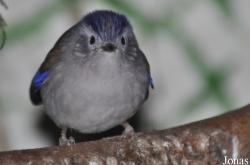 Birdland Park & Gardens