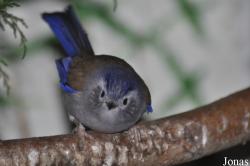 Birdland Park & Gardens