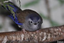 Birdland Park & Gardens