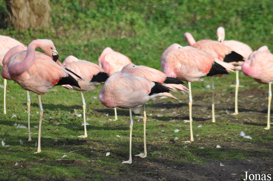 WWT Slimbridge Wetland Centre