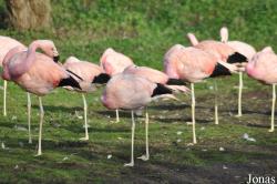WWT Slimbridge Wetland Centre