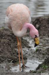 WWT Slimbridge Wetland Centre