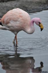 WWT Slimbridge Wetland Centre