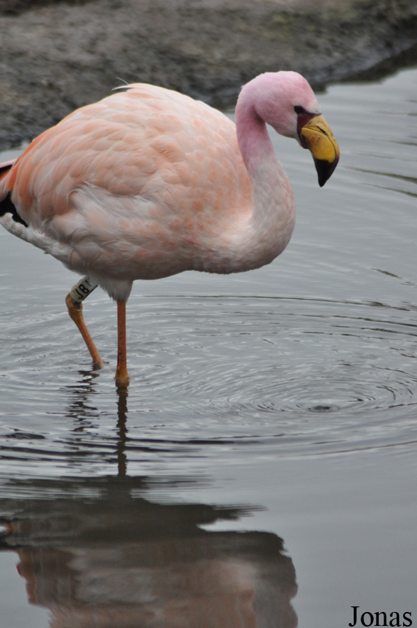 WWT Slimbridge Wetland Centre