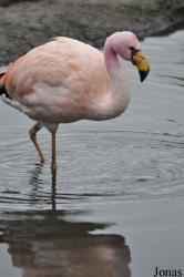 WWT Slimbridge Wetland Centre