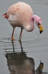 WWT Slimbridge Wetland Centre