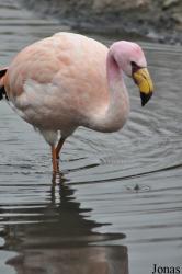 WWT Slimbridge Wetland Centre