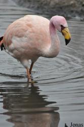 WWT Slimbridge Wetland Centre