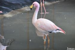 WWT Slimbridge Wetland Centre