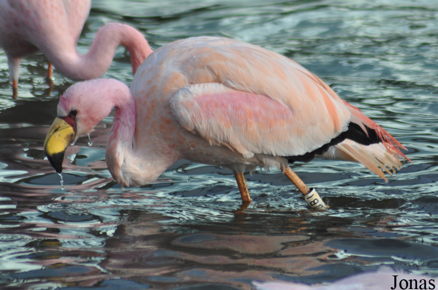 WWT Slimbridge Wetland Centre