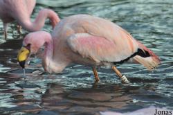 WWT Slimbridge Wetland Centre