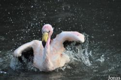 WWT Slimbridge Wetland Centre