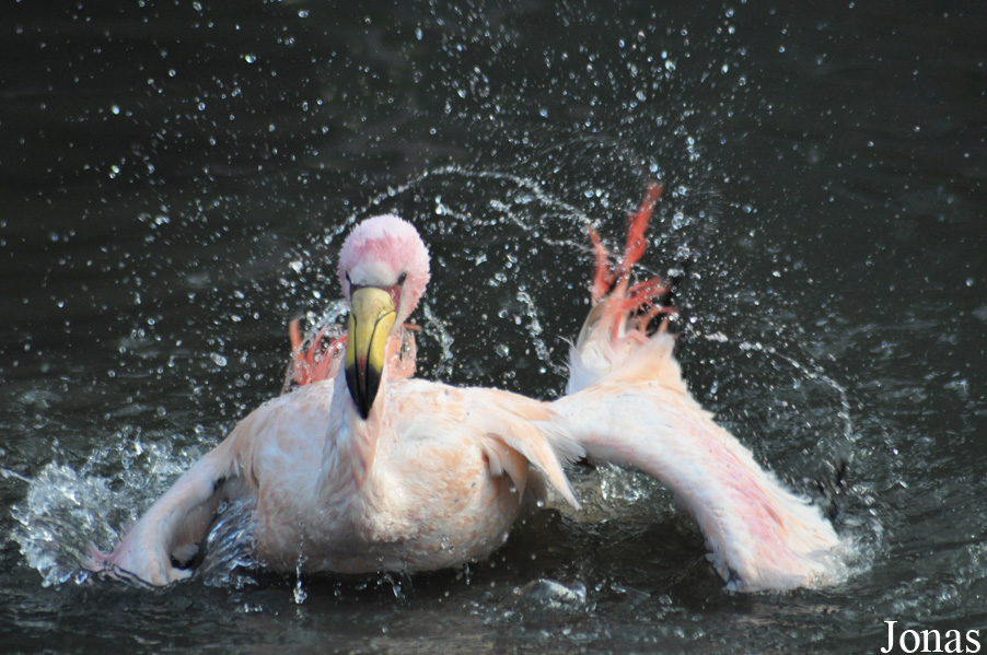 WWT Slimbridge Wetland Centre