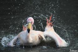 WWT Slimbridge Wetland Centre