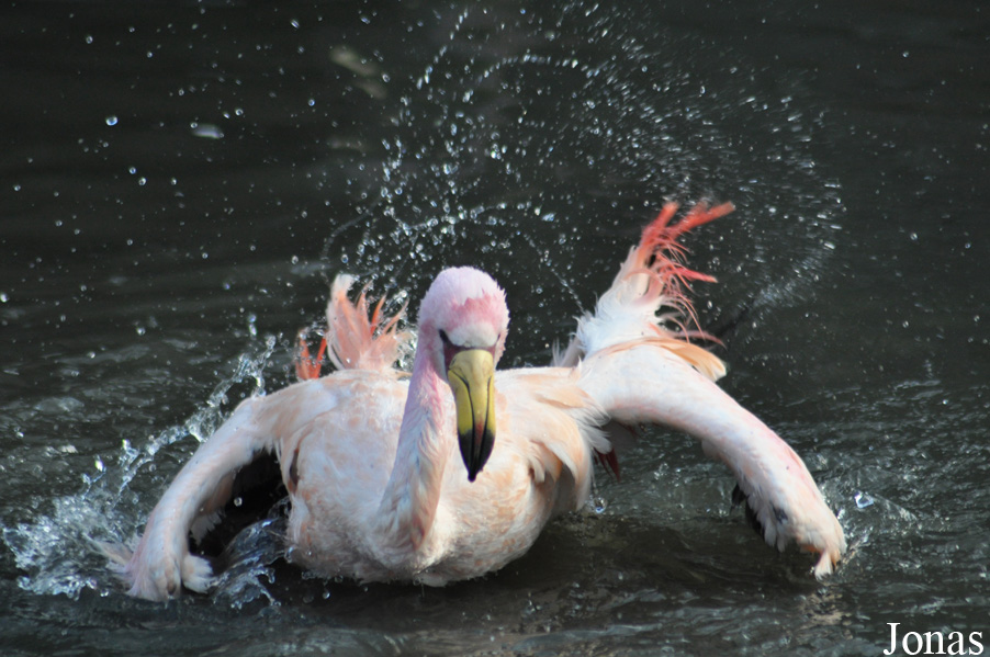 WWT Slimbridge Wetland Centre