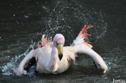 WWT Slimbridge Wetland Centre