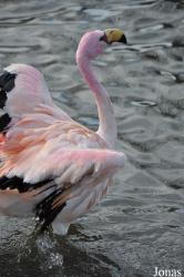 WWT Slimbridge Wetland Centre