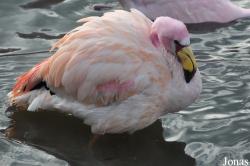 WWT Slimbridge Wetland Centre