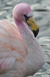 WWT Slimbridge Wetland Centre