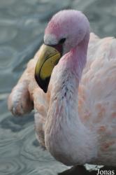 WWT Slimbridge Wetland Centre