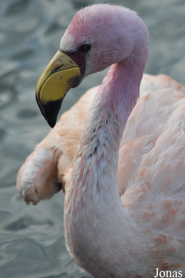 WWT Slimbridge Wetland Centre