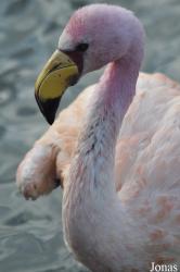 WWT Slimbridge Wetland Centre