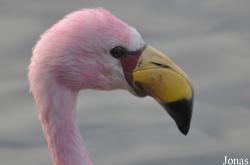 WWT Slimbridge Wetland Centre