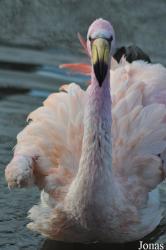 WWT Slimbridge Wetland Centre